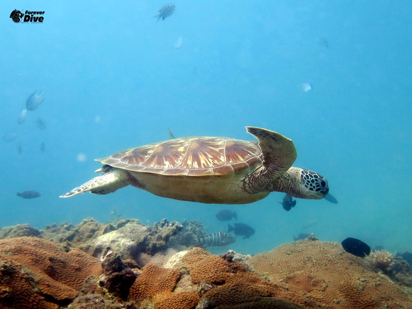 6312158bb00274316387cdab685f76e9